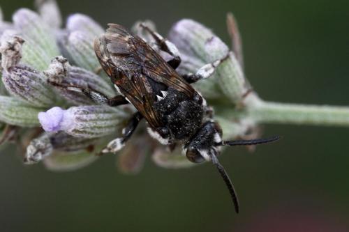 Thyreus ramosus